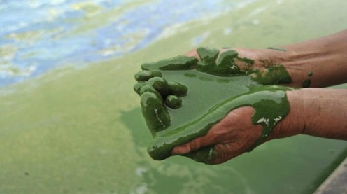 Use of Algae to Produce Energy Through Wastewater