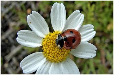 Some Commandments for Eco Gardening