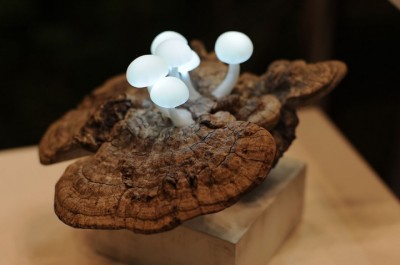 Reclaimed Wood Eco-friendly Mushroom Light