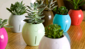 Colourful Zero-Power Self-Watering Plant Pots
