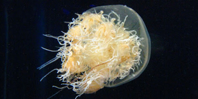 Some Environmental Concerns That Could Never Seem To Steal The Show
