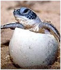 Lighting The Way For Baby Sea Turtles With Halco Amber Bulbs