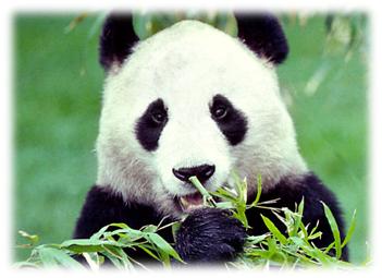 Go Green Steps for Wild life Conservation