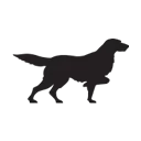 Irish Setter