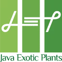 Java Exotic Plant