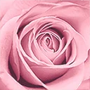 la Vie en Rose