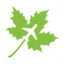 Maple Parking