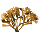 Moss Matrix