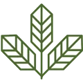 Og Seeds